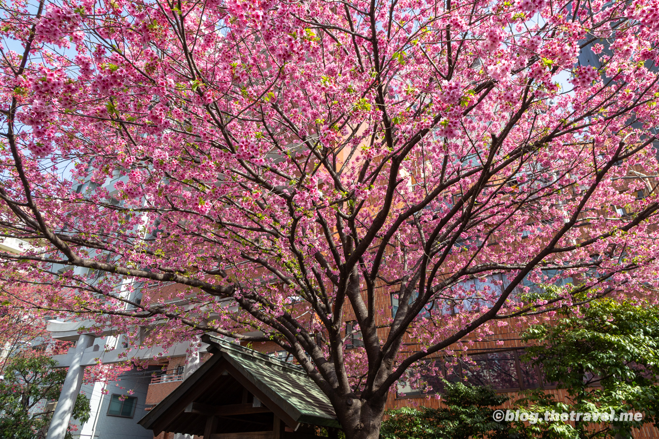 Day 2-7：藏前神社、拉麵改