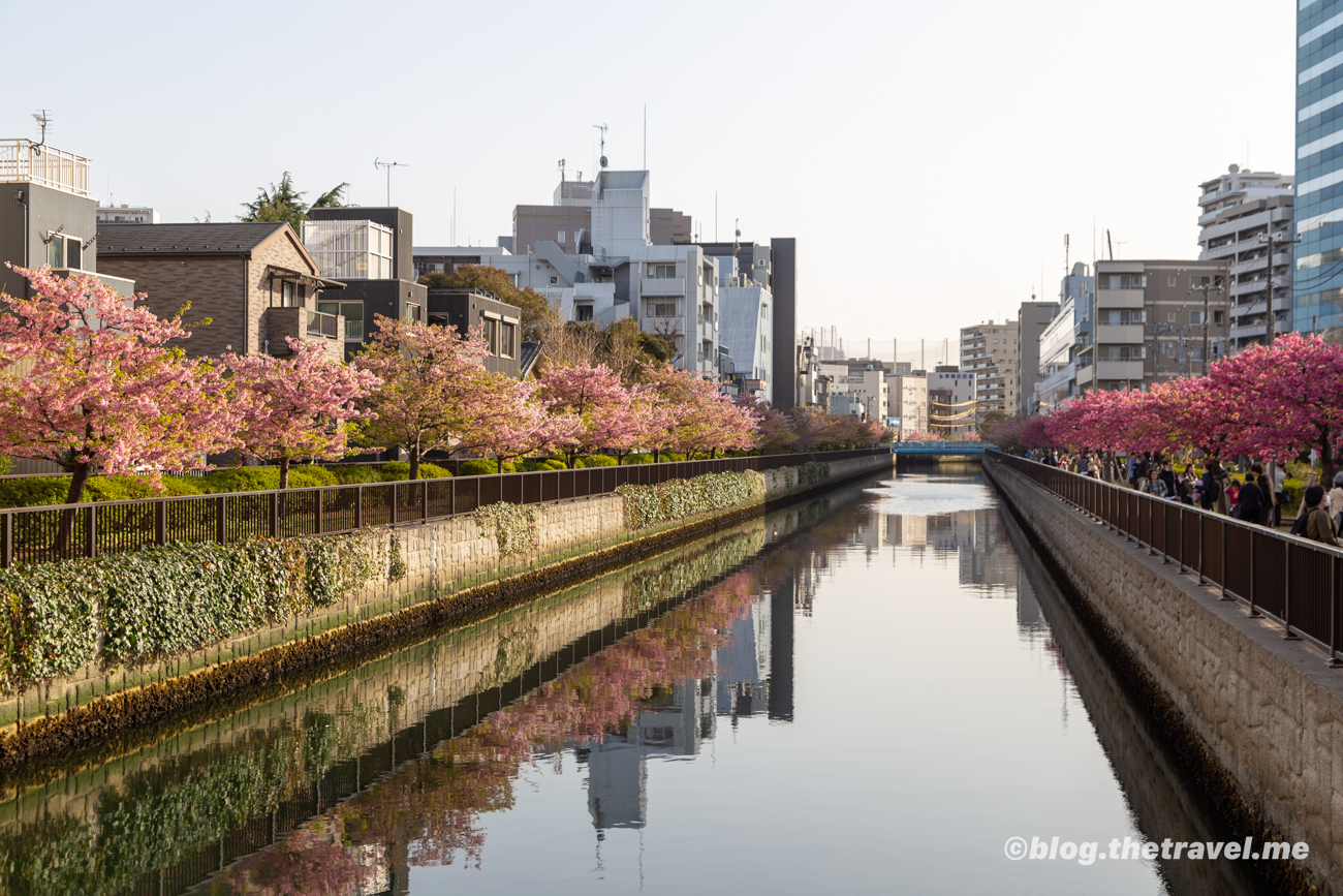 Day 2-8：大橫川櫻並木