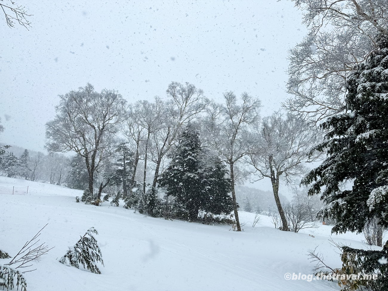 Day 4-1：一之瀨滑雪場、冷杉之森雪貂滑雪場