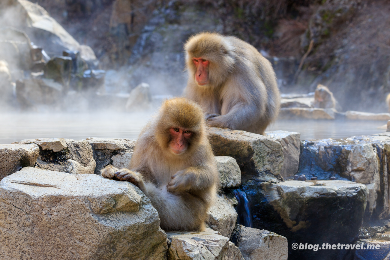 Day 6-3：地獄谷野猿公苑