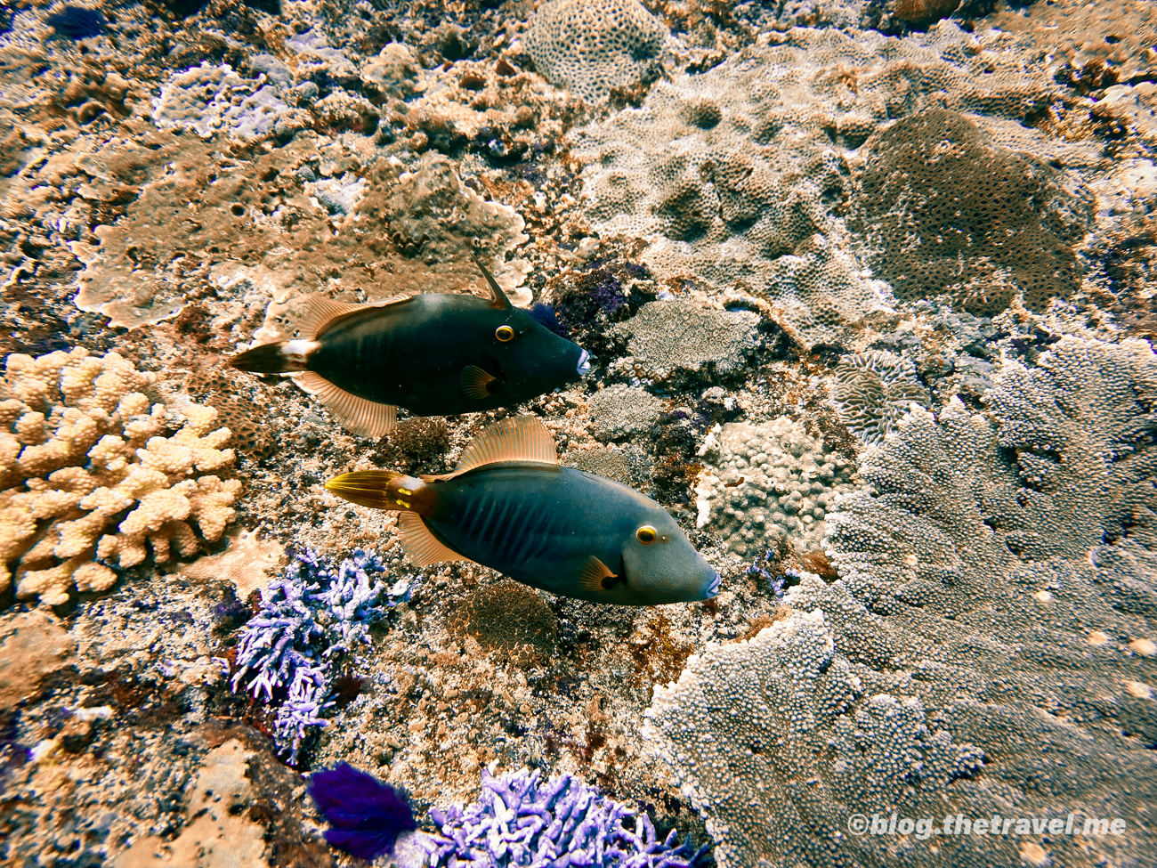 Day 5-1：Mambo Dive Resort、鬼蝠魟灣