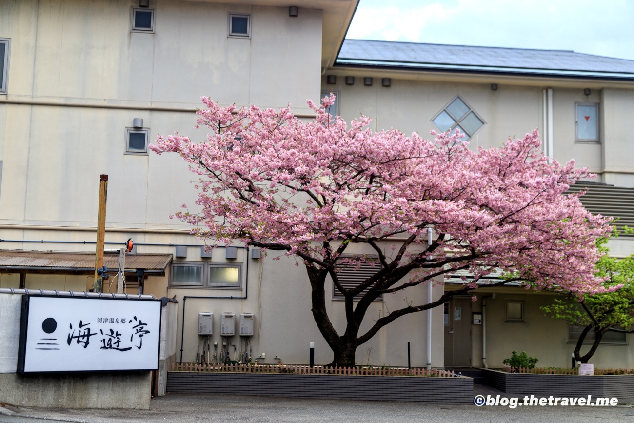 Day 7-4：河津、海遊亭