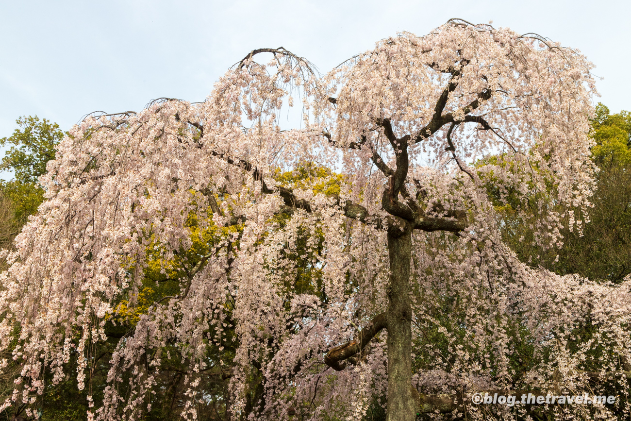 Day 2-6：京都御苑、出水之小川