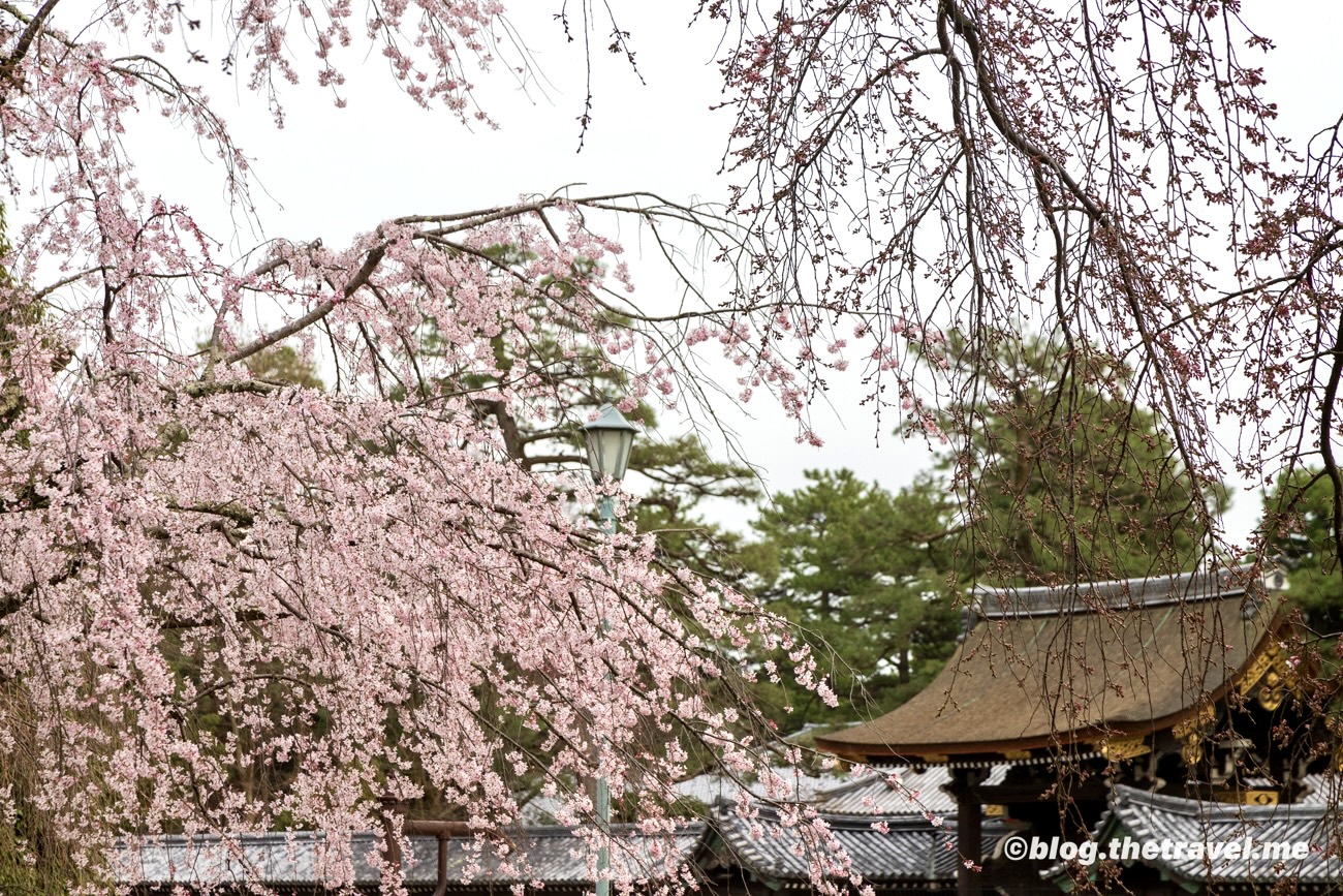 Day 2-7：京都御苑、清水谷家之椋、近衞邸跡