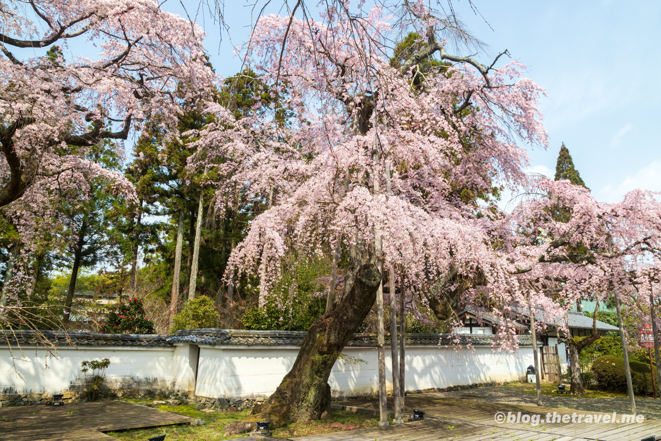 Day 3-3：京都、山科、醍醐寺