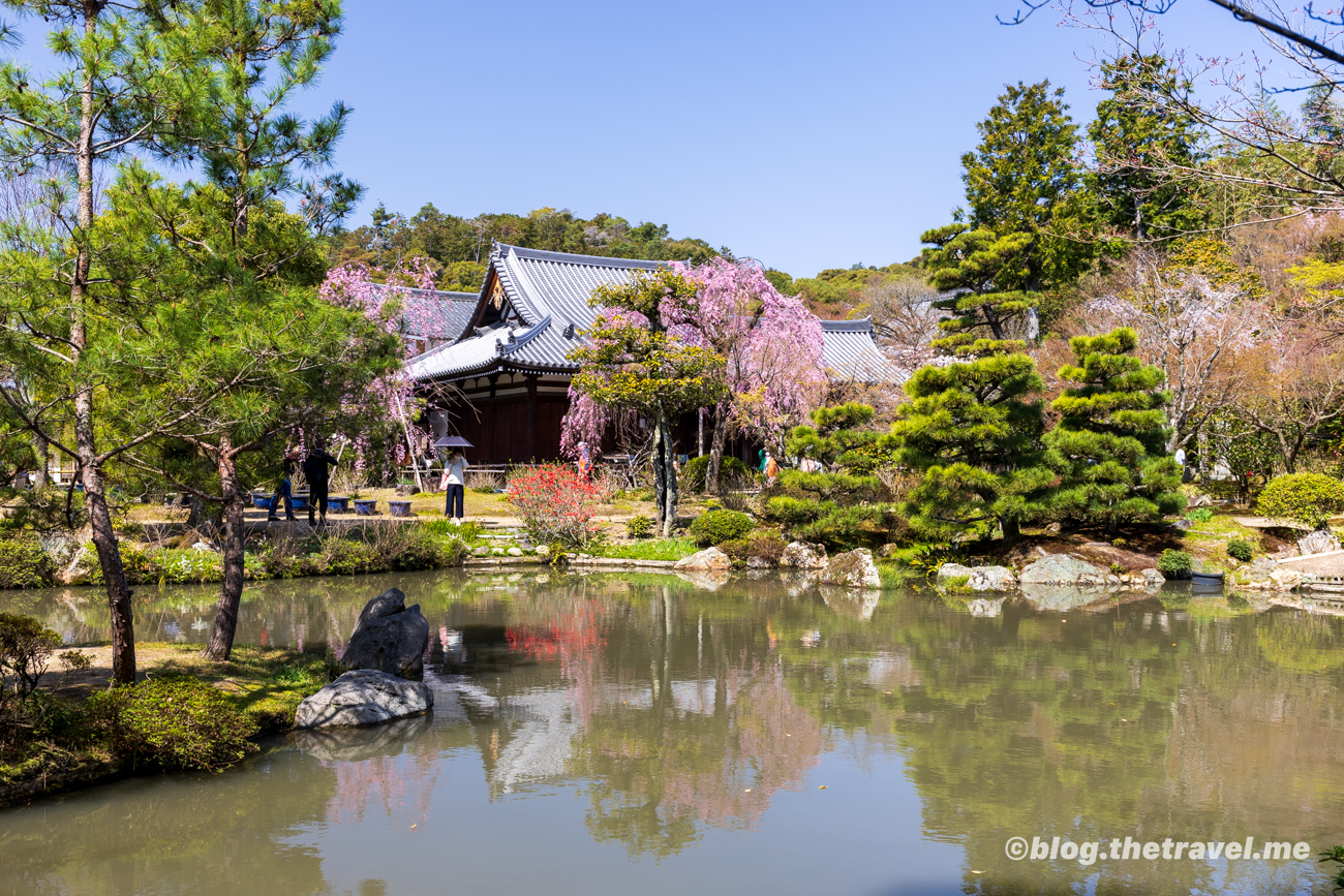 Day 4-4：法金剛院、待賢門院櫻