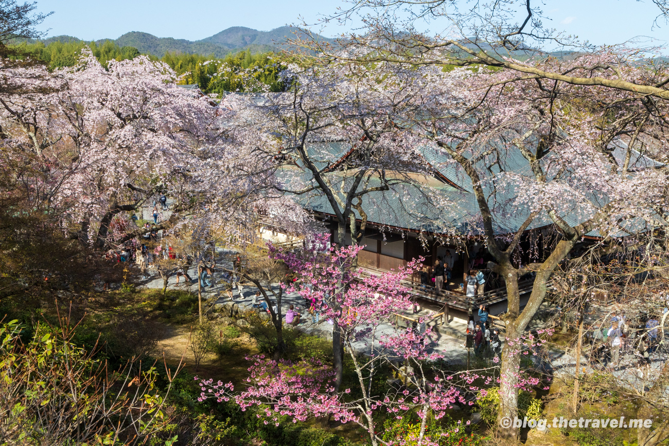 Day 4-7：天龍寺、本堂、曹源池庭園