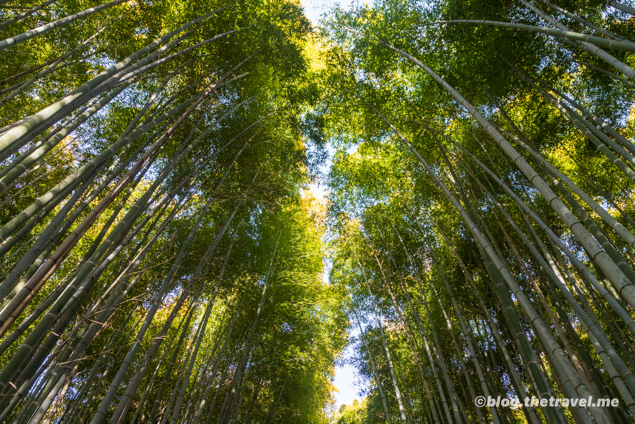 Day 4-8：天龍寺、百花苑、竹林小徑