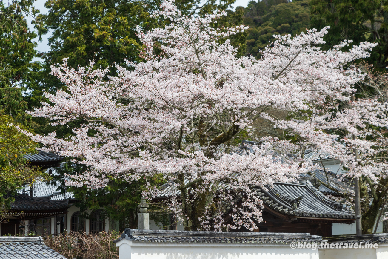 Day 7-3：南禪寺