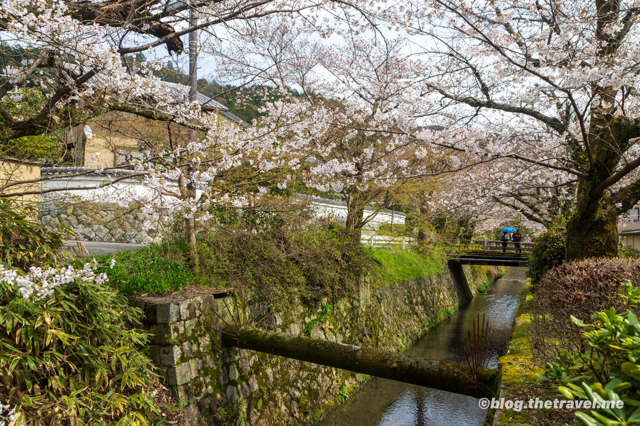 Day 7-5：櫻花苑、哲學之道