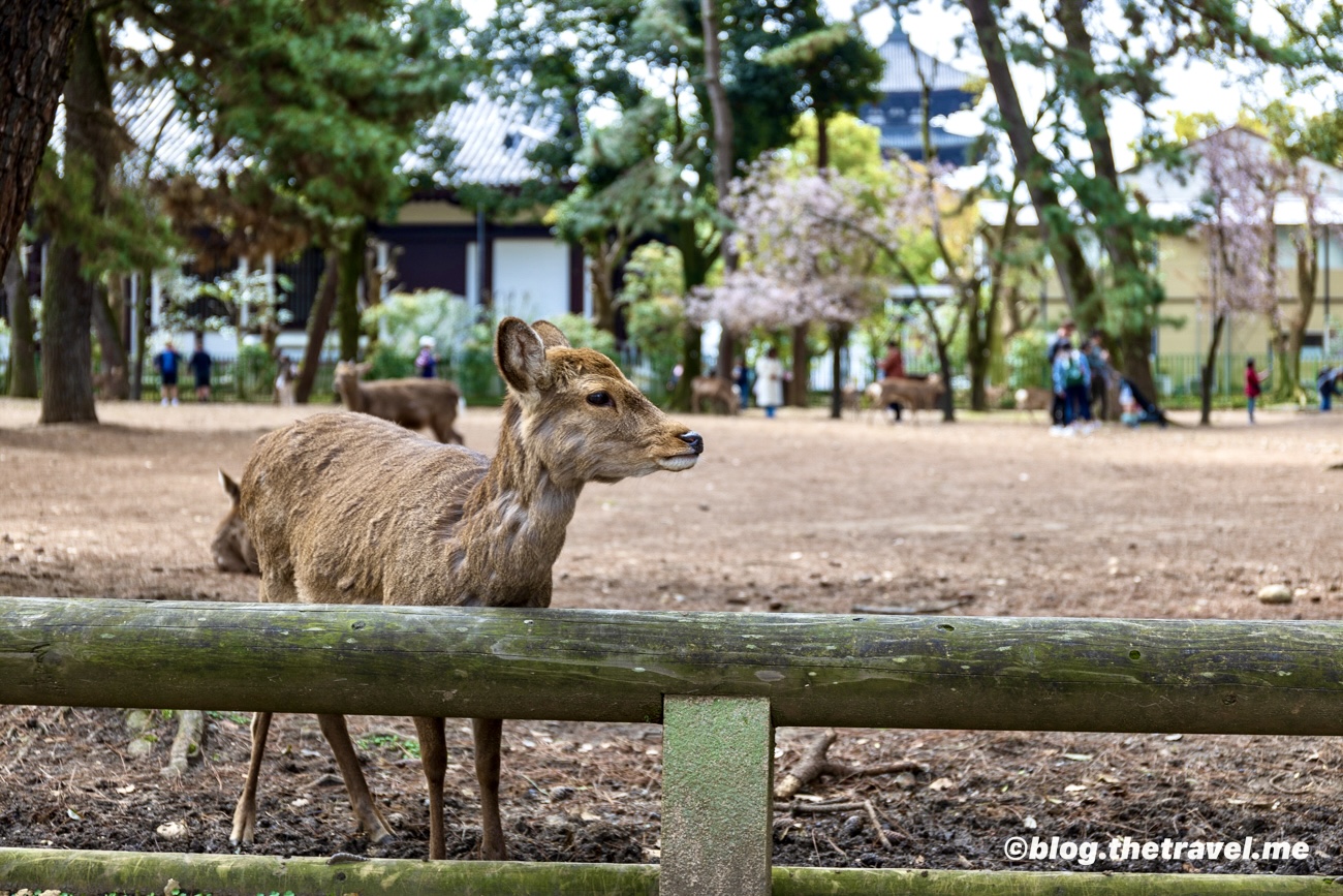 Day 8-1：京都、奈良、奈良公園