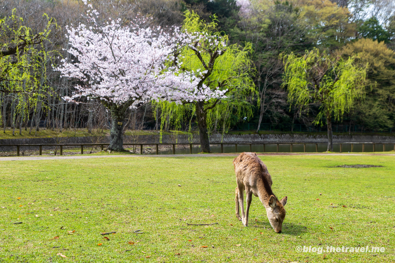 Day 8-2：奈良公園、荒池、荒池園地