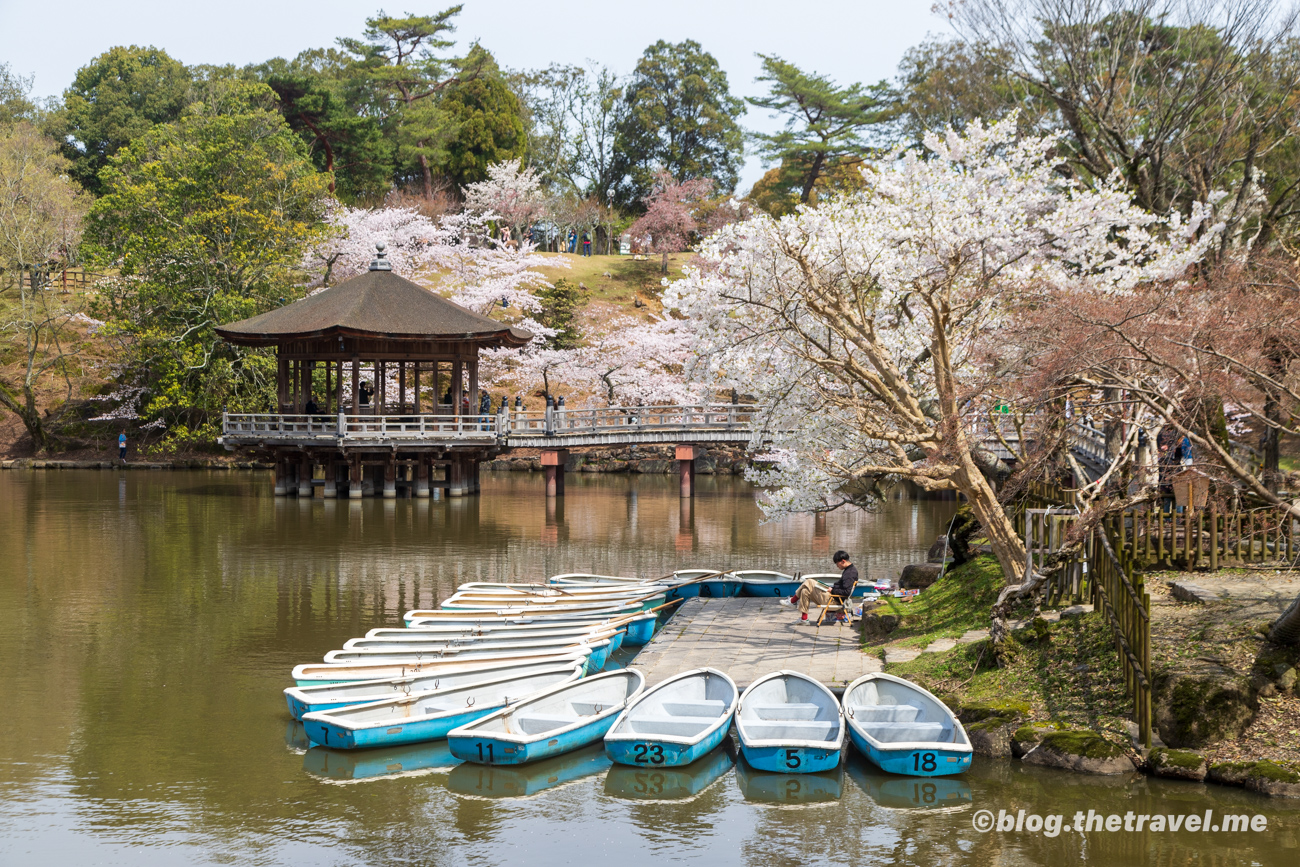 Day 8-3：奈良公園、浮見堂、飛火野園地