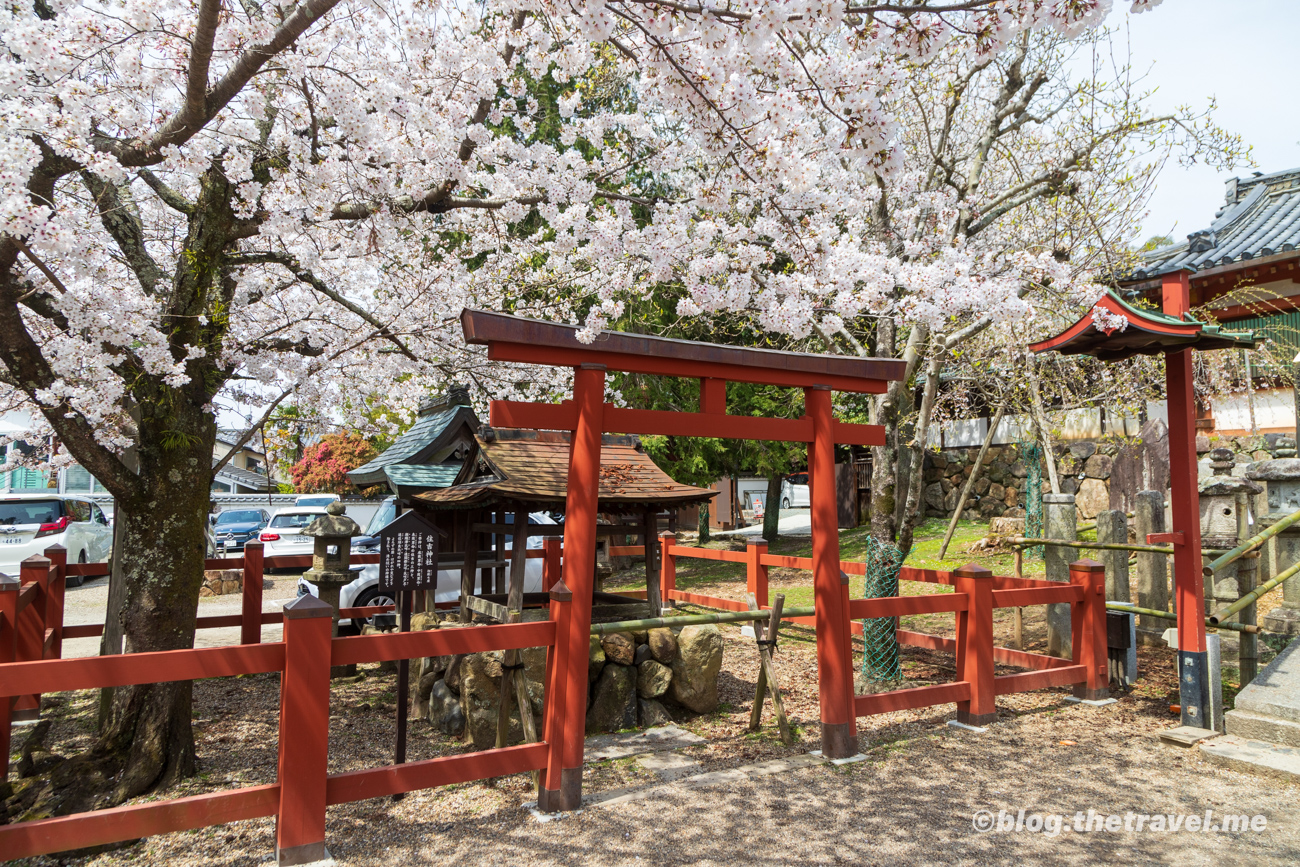 Day 8-4：奈良公園、春日野園地、冰室神社