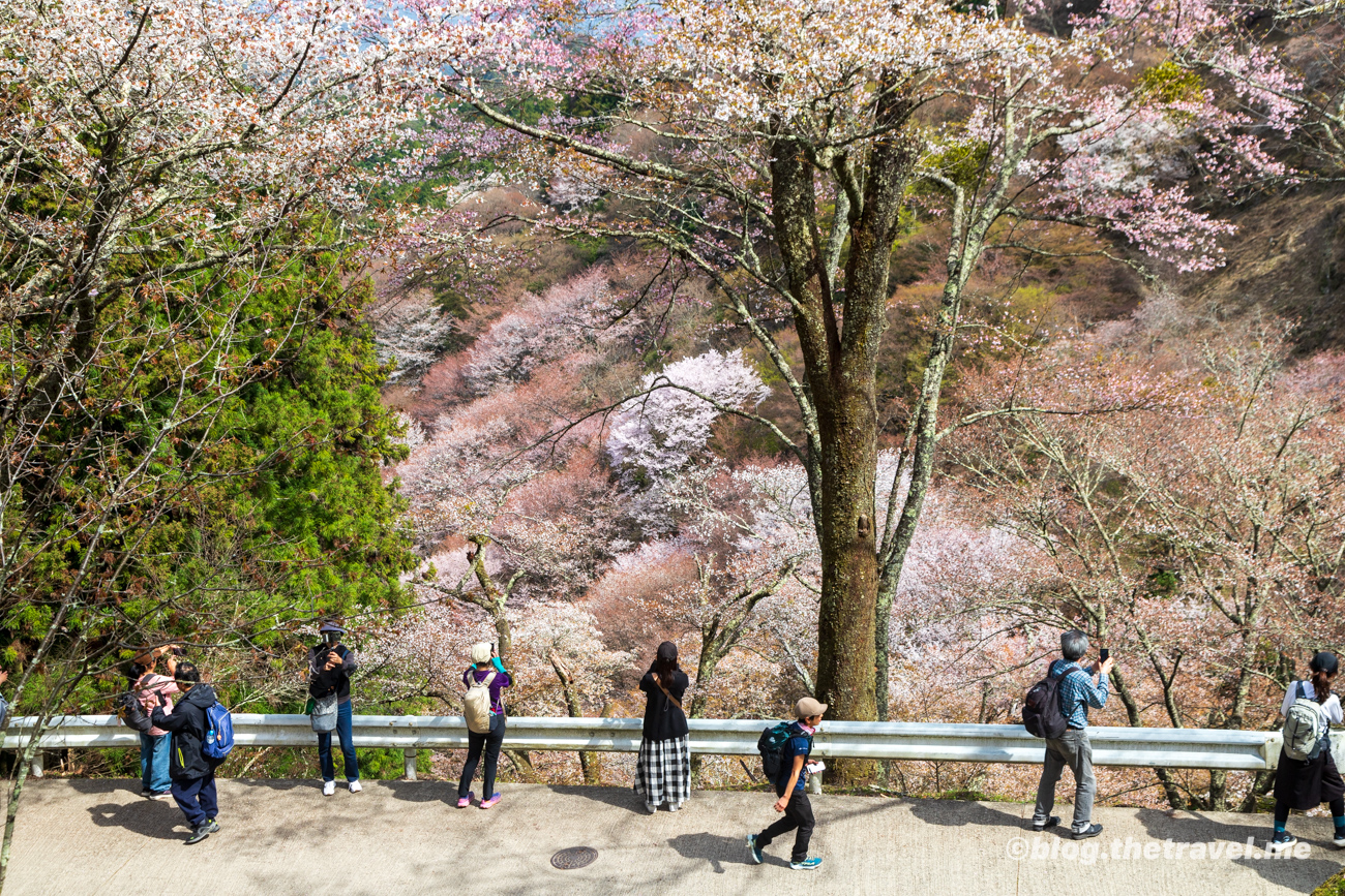 Day 9-3：吉野山、上千本、花矢倉展望台、吉野水分神社