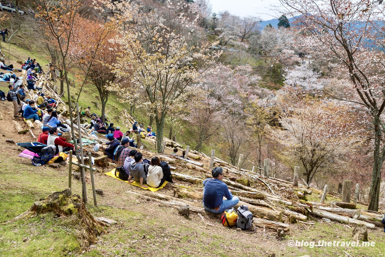 Day 9-4：吉野山、高城山展望台、花矢倉展望台