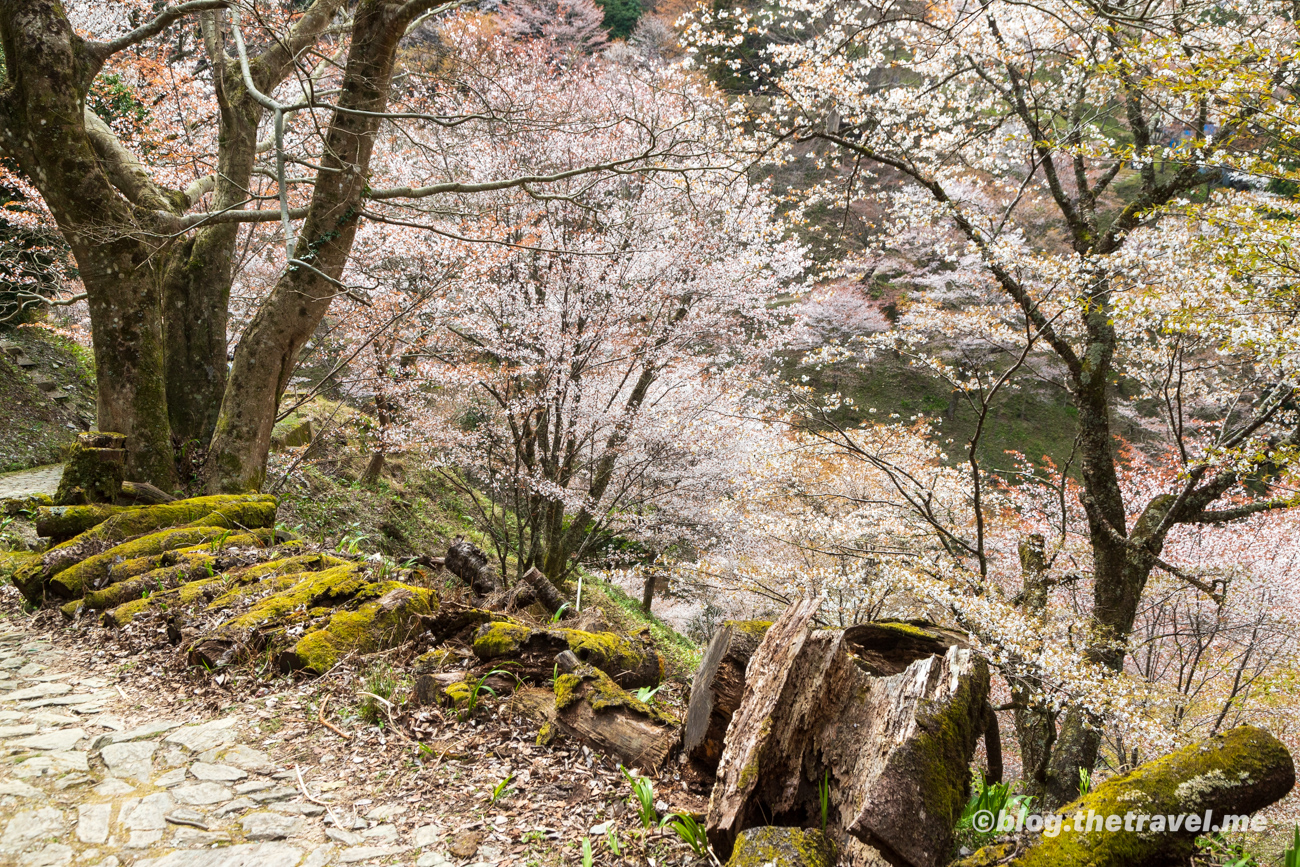 Day 9-7：吉野山、歡樂森林、吉水神社