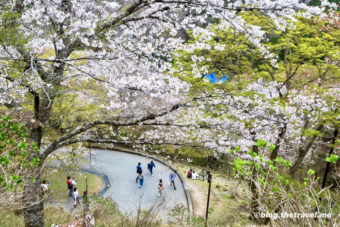 Day 9-10：吉野山、下千本、七曲坂、近鐵吉野駅