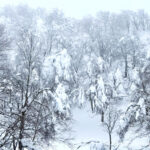 Day 4-7：藏王溫泉滑雪場、連絡滑道、菖蒲沼滑雪場